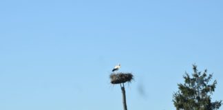 Die Störche prägen wieder die Dorfbilder Ungarns