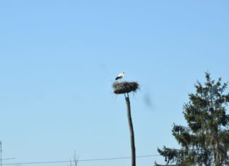 Die Störche prägen wieder die Dorfbilder Ungarns