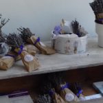 Lavendel in Tihany