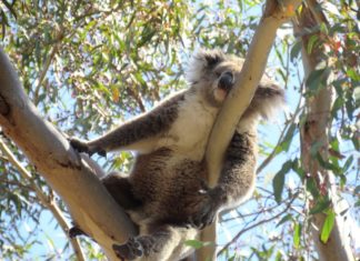 Australiens süßes, flauschiges Symbol – der Koala