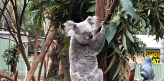 Wildlife Australiens – Spektakulär!