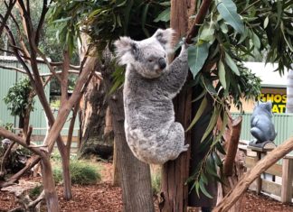Wildlife Australiens – Spektakulär!