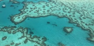 Korallok, míg a szem ellát – A Nagy Korallzátony