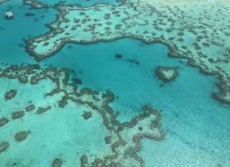 Korallok, míg a szem ellát – A Nagy Korallzátony