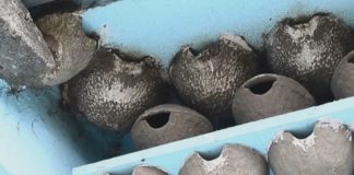 Schwalbenbestand in Ungarn dramatisch verringert!