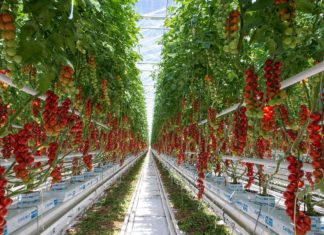 Mega Tomatengewächshaus in Györ!