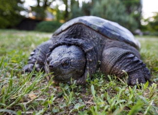 Erwachsene Riesenschildkröte in den Straßen von Pethőhenye