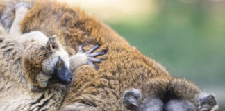 Gelbköpfiger Maki wurde im Tierpark Nyíregyháza geboren
