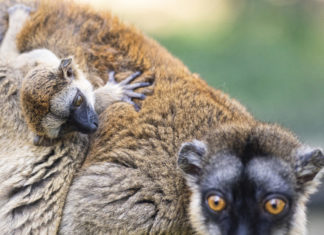 Gelbköpfiger Maki wurde im Tierpark Nyíregyháza geboren