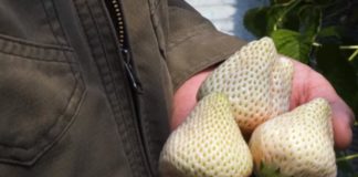 Die seltsamste Erdbeere der Welt kostet 3.000 Forint