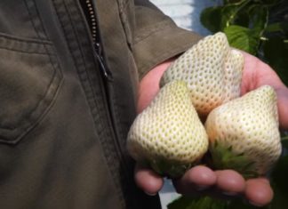 Die seltsamste Erdbeere der Welt kostet 3.000 Forint