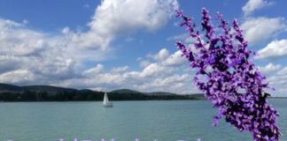 Hier findet man Lavendel-Felder rund um den Balaton