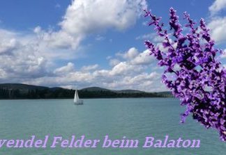 Hier findet man Lavendel-Felder rund um den Balaton