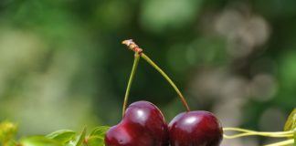 Sommer Delikatesse – Sauerkirschrezepte