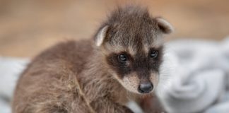 Waschbär wurde im Debrecen Zoo geboren