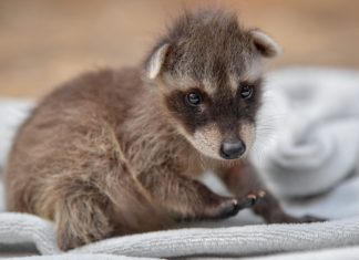 Waschbär wurde im Debrecen Zoo geboren