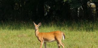 Achtung Wildunfälle! Paarungszeit der Hirsche und Rehehat begonnen