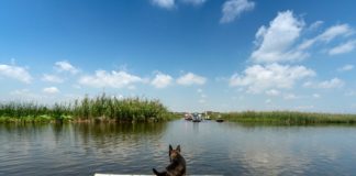 Ein paar Tipps für Hundefreundliche Strände