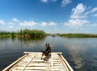 Ein paar Tipps für Hundefreundliche Strände