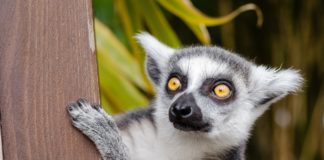 Späte Abendprogramme erwarten die Besucher im Szeged Zoo