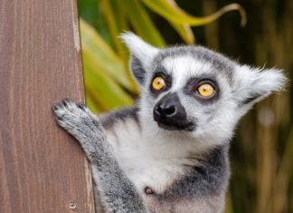 Späte Abendprogramme erwarten die Besucher im Szeged Zoo