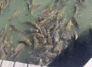 Unheimlich oder großes Erlebnis? Karpfen – Flasmob im Ikrény Badesee