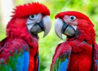 Zwei neue Papageien im Debrecener Zoo