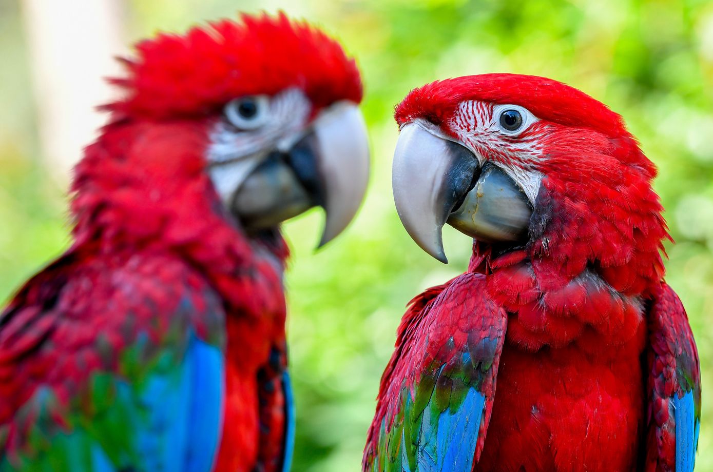 zwei neue papageien im debrecener zoo  ungarntv