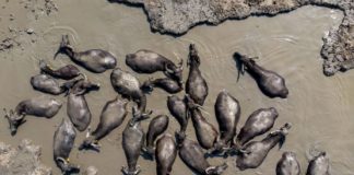 Büffelherde beim Schlammbad in Hortobagy