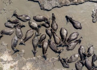 Büffelherde beim Schlammbad in Hortobagy