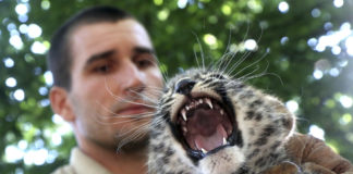 Persischer Leopard wurde in Miskolc geboren