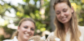 Zwillinge der roten Pandas wurden im Nyíregyháza Zoo geboren