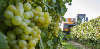 Die Ernte hat begonnen: Der neue Wein kann kommen
