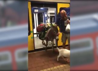 Tierische Mitfahrer: Esel und Ziege mit im Zug!