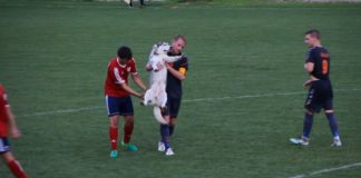 Tierischer Fußballfan hat das Ungarische Pokalspiel unterbrochen