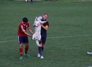 Tierischer Fußballfan hat das Ungarische Pokalspiel unterbrochen