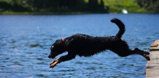 Wichtig für Haustiere in der Hitze
