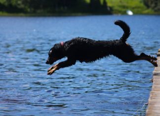 Wichtig für Haustiere in der Hitze