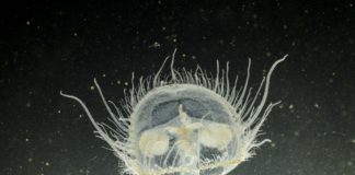 Wussten Sie, dass es im Salgótarján See Quallen gibt?