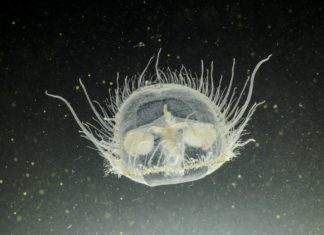 Wussten Sie, dass es im Salgótarján See Quallen gibt?