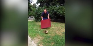 Tierischer Einsatz der Feuerwehr: „Hilfeleistung Entenfamilie“!