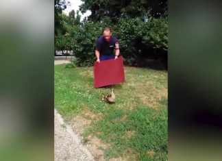 Tierischer Einsatz der Feuerwehr: „Hilfeleistung Entenfamilie“!