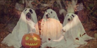 Ungarisch für Touristen: Alles rund um Halloween