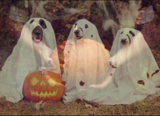 Ungarisch für Touristen: Alles rund um Halloween