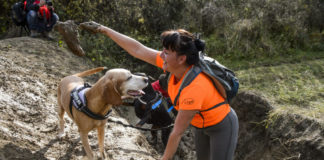 Hundemarathon in Eger – Hier laufen Hund und Besitzer gemeinsam!