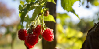 Verrücktes Wetter – Himbeeren reifen in Nagykanizsa!