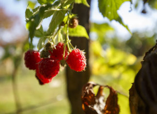 Verrücktes Wetter – Himbeeren reifen in Nagykanizsa!