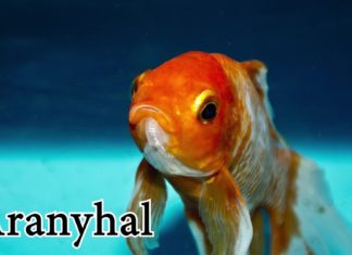 Ungarisch für Touristen: Begriffe rund um Haustiere