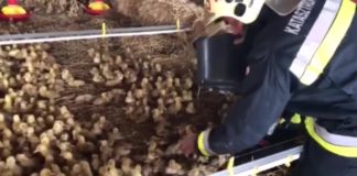 Hajdúböszörmény: 20.000 Entenküken von der Feuerwehr gerettet