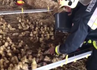 Hajdúböszörmény: 20.000 Entenküken von der Feuerwehr gerettet
